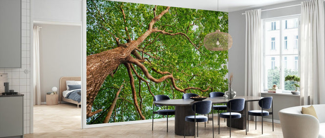 PHOTOWALL / Nature Forest Tree (e318336)