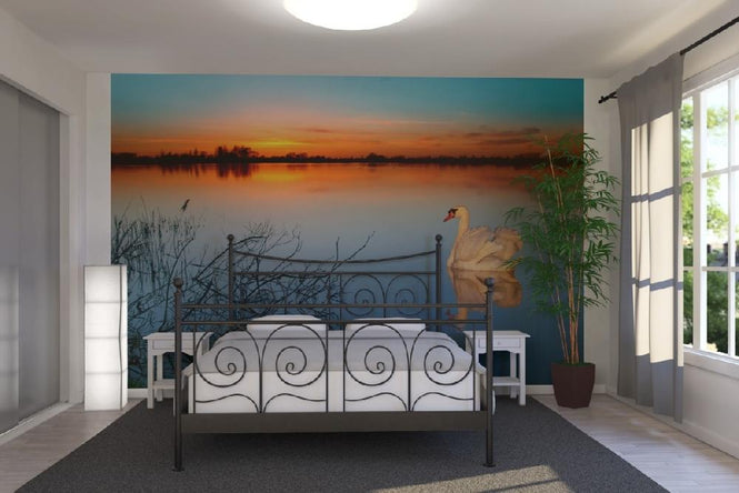 PHOTOWALL / Swan on a lake (e1590)