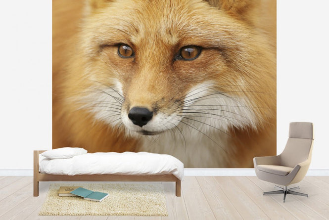 PHOTOWALL / Red Fox (e19131)