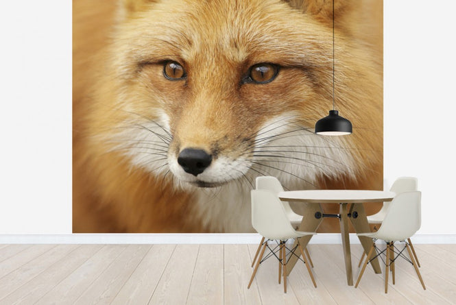 PHOTOWALL / Red Fox (e19131)