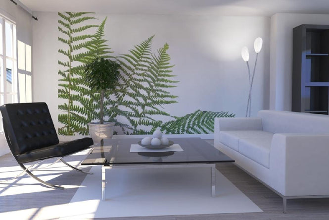 PHOTOWALL / Ferns (e6228)