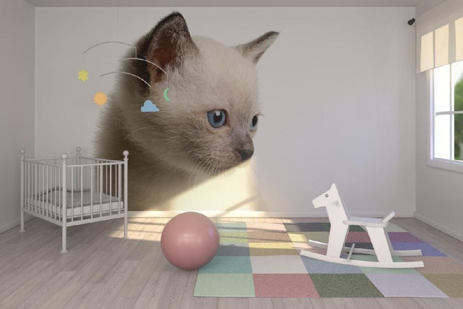 PHOTOWALL / Blue Eyed Kitten (e9019)