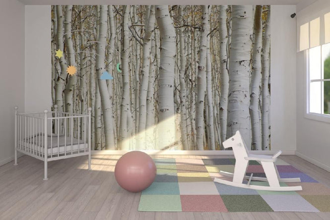 PHOTOWALL / Aspen Forest (e1386)
