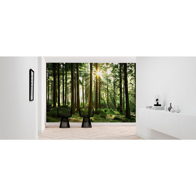 PHOTOWALL / Sunbeam through Trees (e1610)