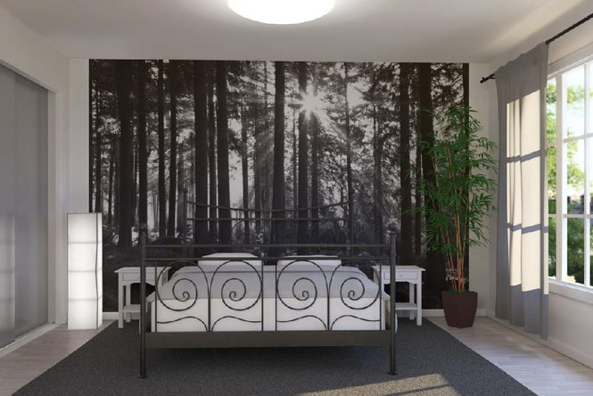 PHOTOWALL / Sunbeam through Trees (e1611)
