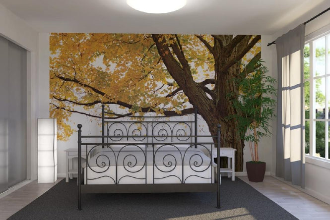 PHOTOWALL / Autumn Maple Tree (e10191)