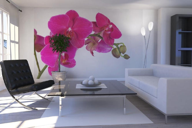 PHOTOWALL / Orchid - White Background (e19498)