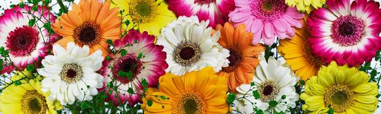 PHOTOWALL / Panoramic Flowers Colors (e19494)