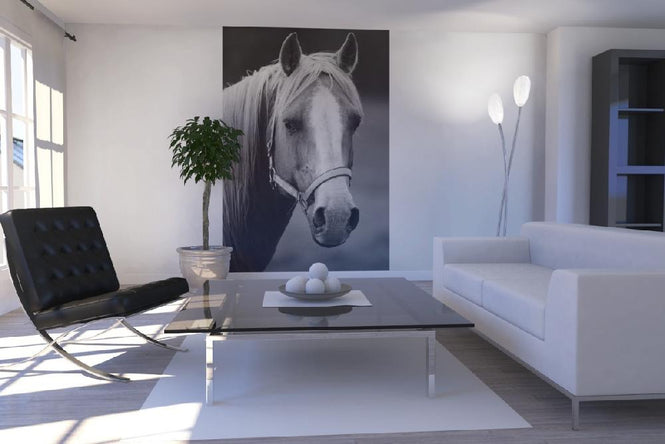 PHOTOWALL / Horse (e19476)
