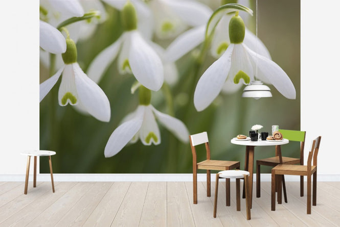 PHOTOWALL / Snow Drops (e19418)