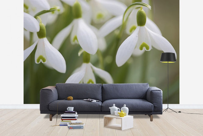 PHOTOWALL / Snow Drops (e19418)