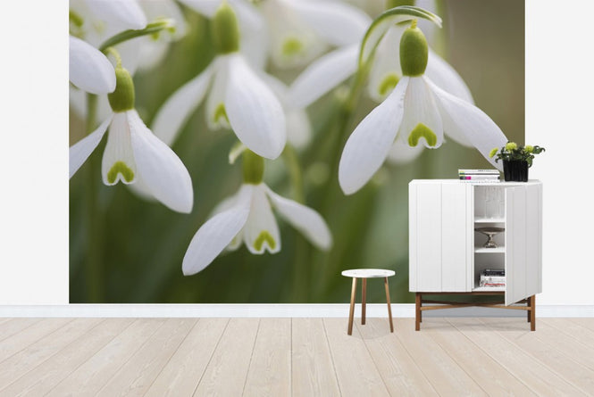 PHOTOWALL / Snow Drops (e19418)