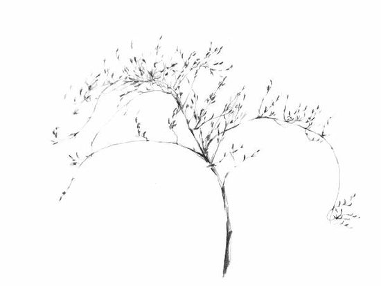 PHOTOWALL / Graphite Twig (e21648)