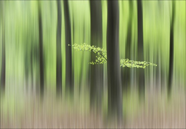 Zoom