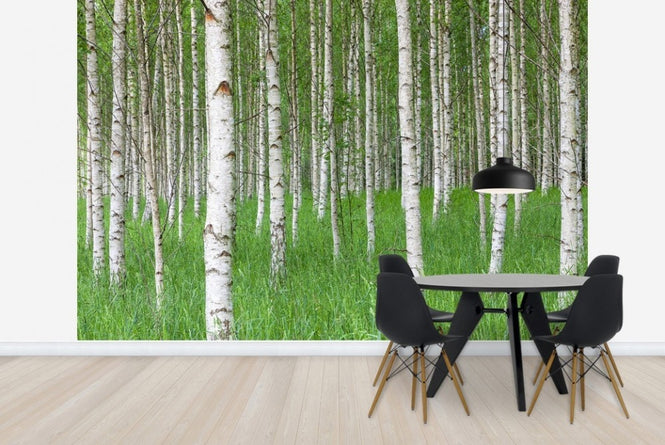 PHOTOWALL / Birch Forest &amp; Green Grass (e23072)