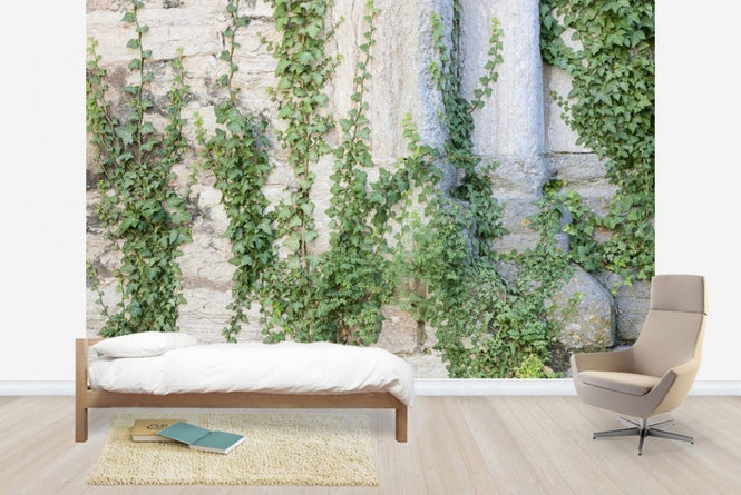 PHOTOWALL / Ivy Ruin (e23096)