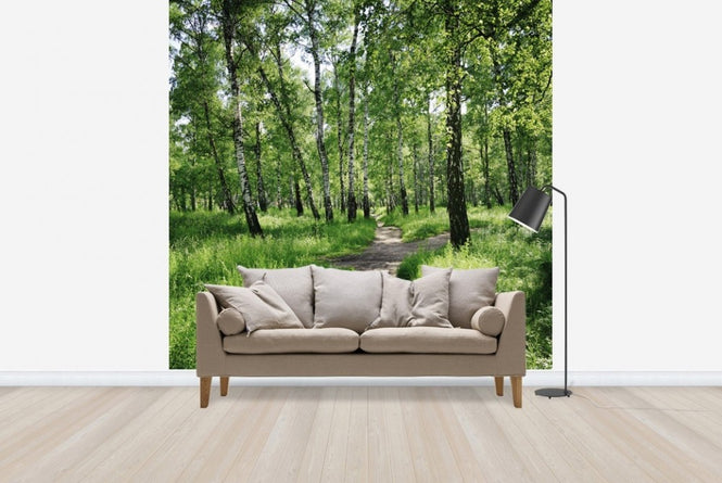 PHOTOWALL / Birch Forest on Sunny day (e23168)