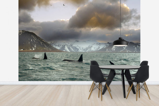 PHOTOWALL / Orcas (e23638)
