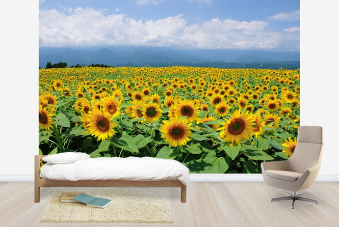 PHOTOWALL / Sunflowers in Sunny Weather (e23934)
