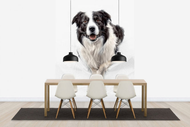 PHOTOWALL / Border Collie (e24076)
