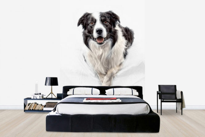 PHOTOWALL / Border Collie (e24076)
