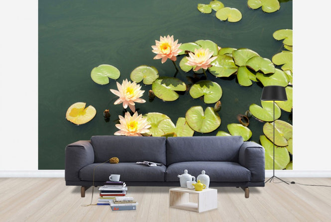 PHOTOWALL / Pond with Pale Pink Water Lilies (e24105)