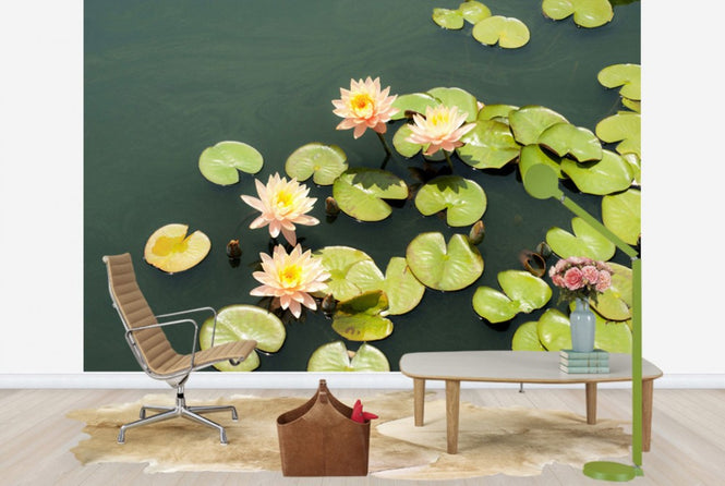 PHOTOWALL / Pond with Pale Pink Water Lilies (e24105)