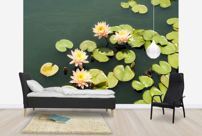 PHOTOWALL / Pond with Pale Pink Water Lilies (e24105)