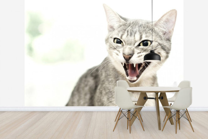 PHOTOWALL / Angry Cat (e24124)