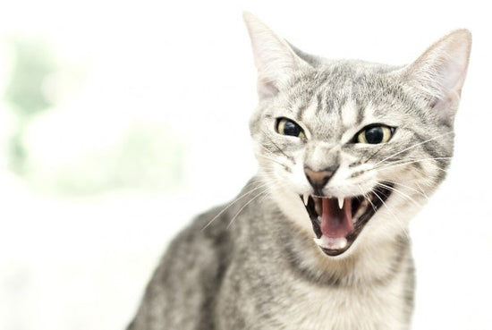 PHOTOWALL / Angry Cat (e24124)