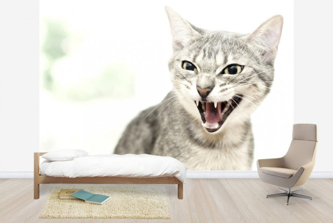 PHOTOWALL / Angry Cat (e24124)