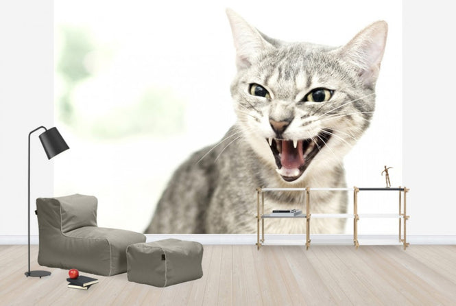 PHOTOWALL / Angry Cat (e24124)