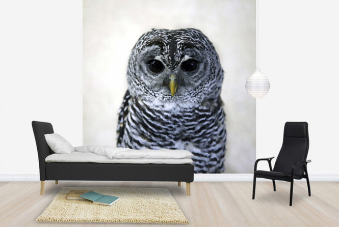PHOTOWALL / Rufous Legged Owl (e24132)