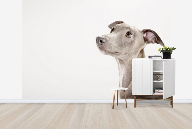 PHOTOWALL / Whippet (e24139)