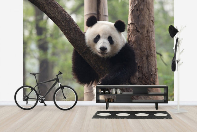 PHOTOWALL / Sweet Panda (e24364)