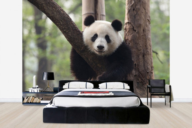 PHOTOWALL / Sweet Panda (e24364)