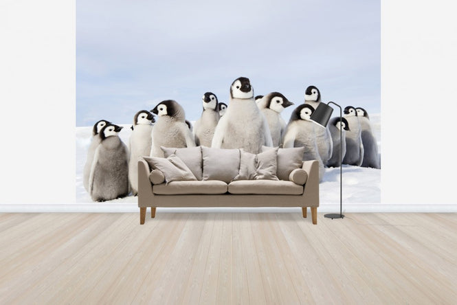 PHOTOWALL / Group of Emperor Penguin Chicks (e24653)