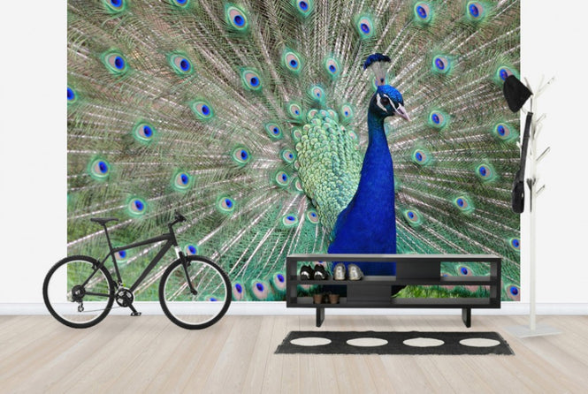 PHOTOWALL / Peacock Showing off (e24735)