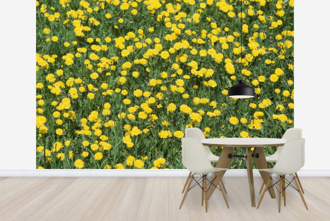 PHOTOWALL / Dandelion and Grass (e24902)