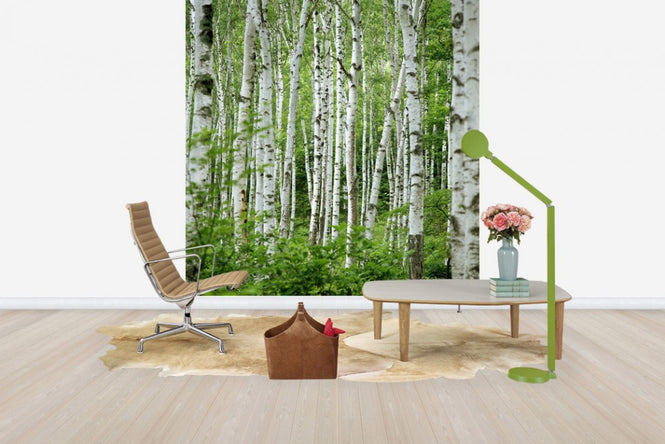 PHOTOWALL / Summer Birch Trees (e40386)