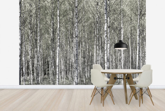 PHOTOWALL / Spring Birch Forest (e25109)