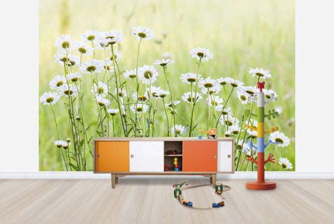 PHOTOWALL / Daisies (e25142)