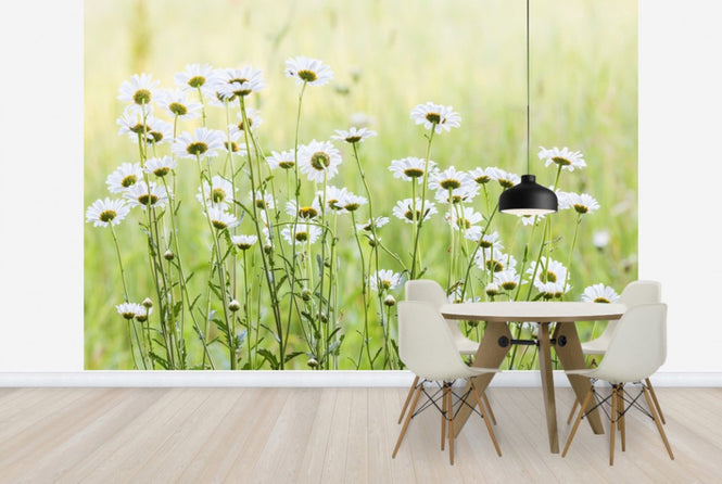 PHOTOWALL / Daisies (e25142)