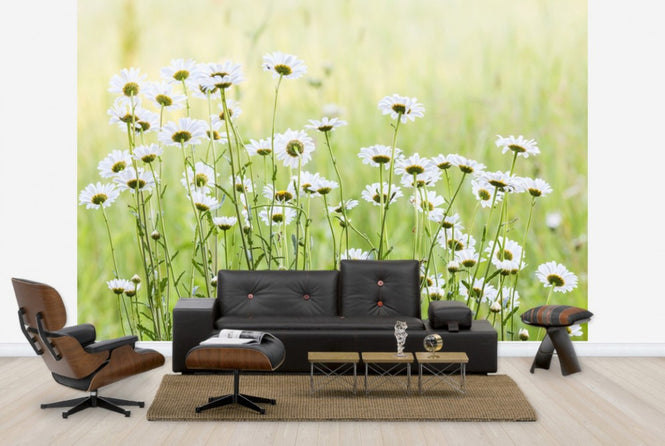 PHOTOWALL / Daisies (e25142)