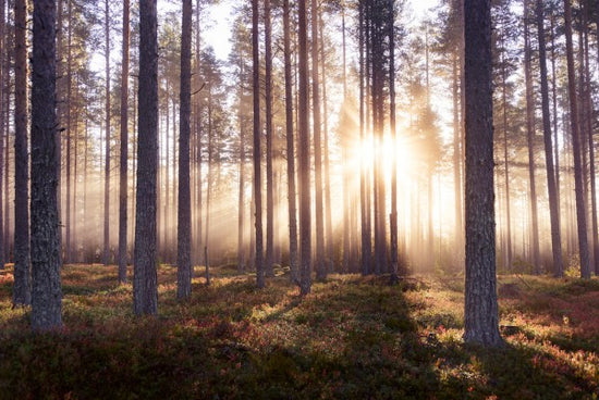 PHOTOWALL / The Enchanted Forest (e25668)