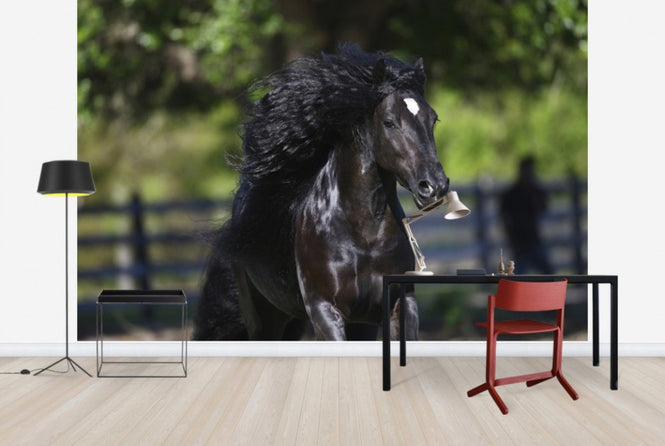 PHOTOWALL / Horse in the Wind (e29583)