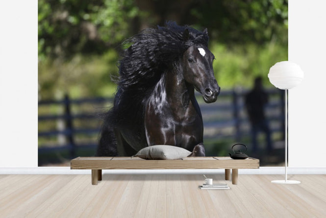 PHOTOWALL / Horse in the Wind (e29583)