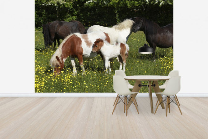 PHOTOWALL / Shetland Ponies (e29736)