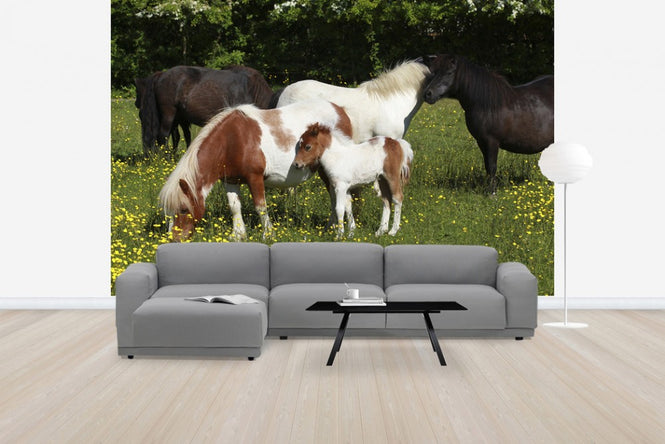 PHOTOWALL / Shetland Ponies (e29736)