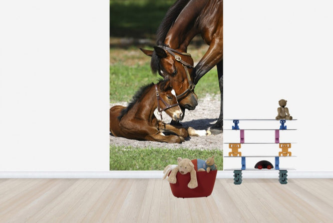 PHOTOWALL / Thoroughbred Horses Cuddling (e29756)